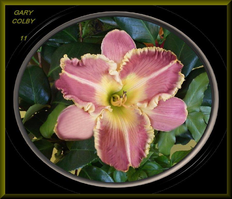 Photo of Daylily (Hemerocallis 'Gary Colby') uploaded by Joy