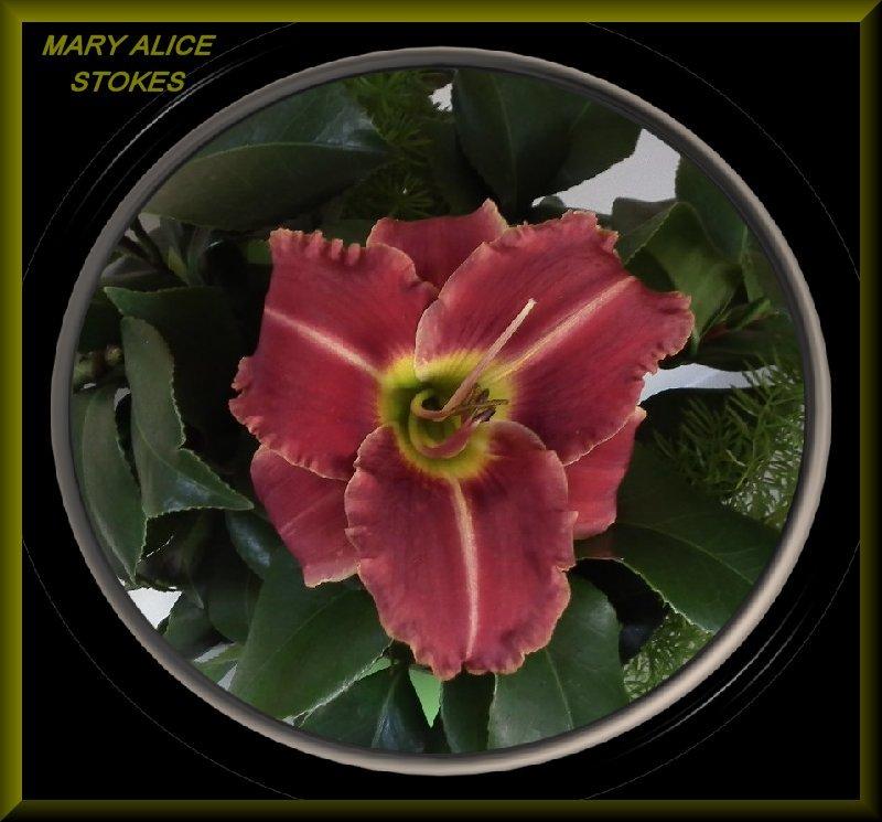 Photo of Daylily (Hemerocallis 'Mary Alice Stokes') uploaded by Joy
