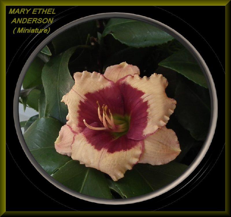 Photo of Daylily (Hemerocallis 'Mary Ethel Anderson') uploaded by Joy