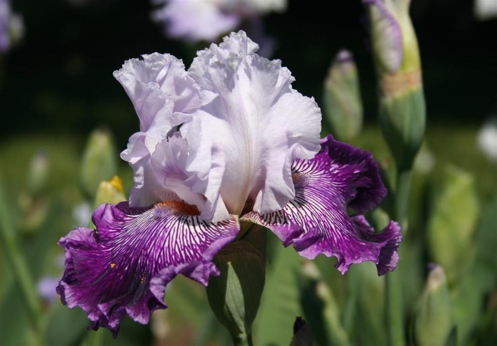 Photo of Tall Bearded Iris (Iris 'Gypsy Geena') uploaded by KentPfeiffer