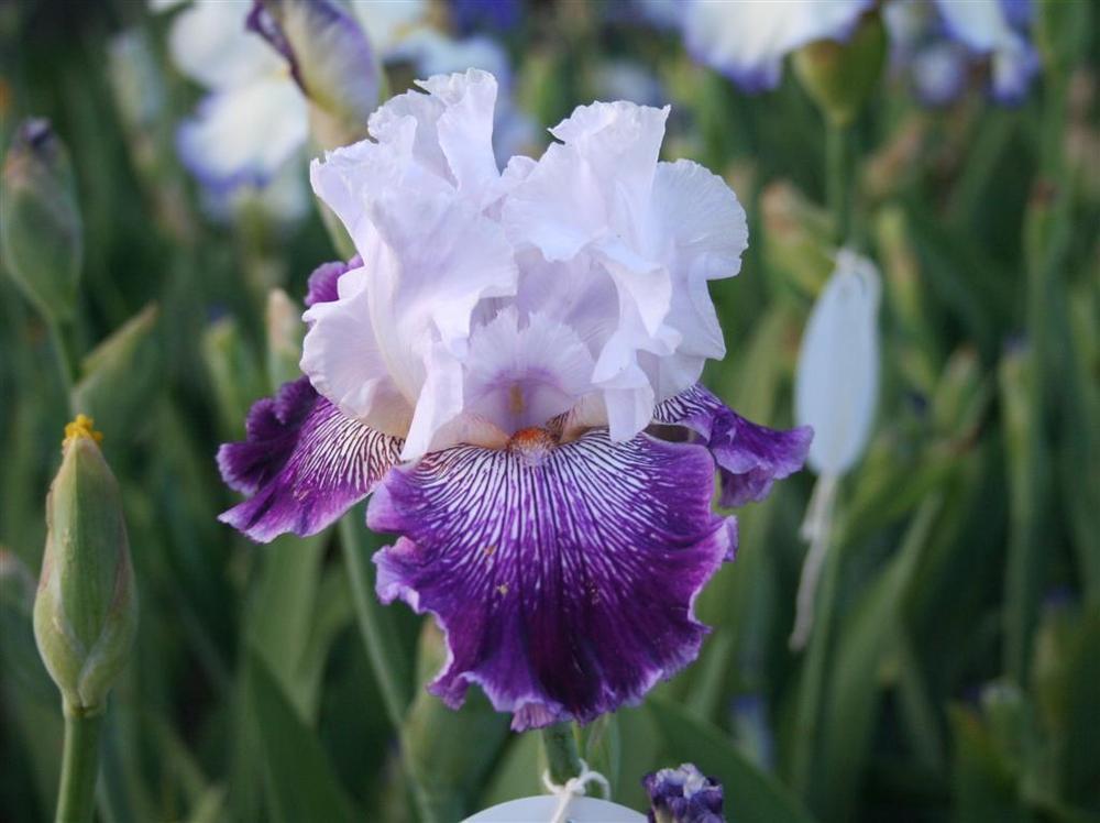 Photo of Tall Bearded Iris (Iris 'Gypsy Geena') uploaded by KentPfeiffer