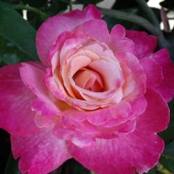 Location: Simi Valley, Calif.
Date: 2005-05-27
Abracadabra is one glorious Hybrid Tea rose.