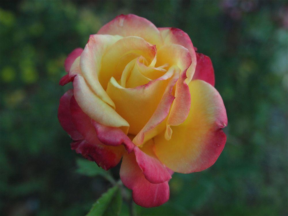Photo of Rose (Rosa 'Bees Knees') uploaded by Danty