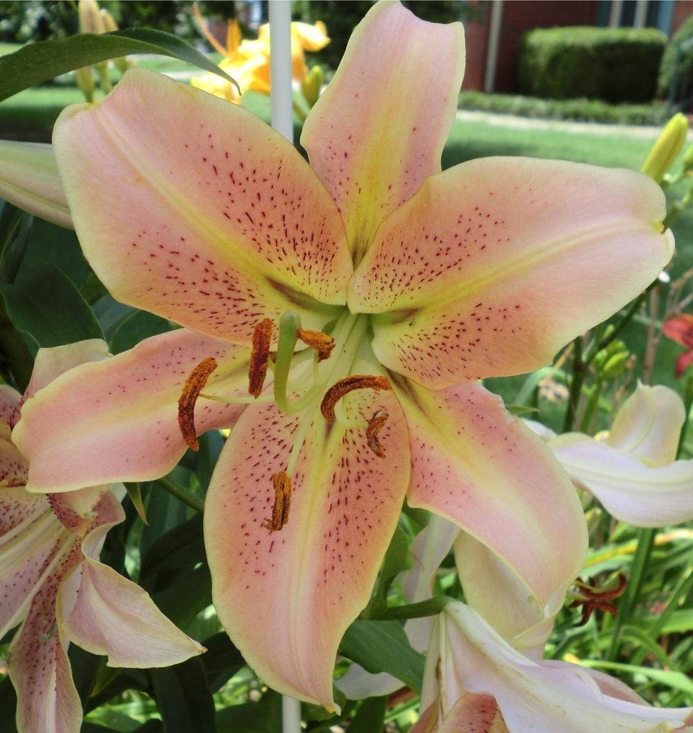 Photo of Lily (Lilium 'Red Hot') uploaded by Ditchlily
