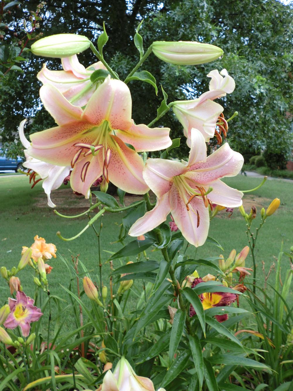 Photo of Lily (Lilium 'Red Hot') uploaded by Ditchlily