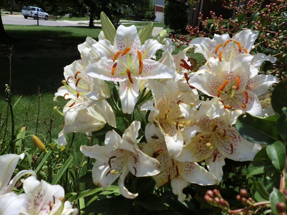 Photo of Oriental Lily (Lilium 'Muscadet') uploaded by Ditchlily