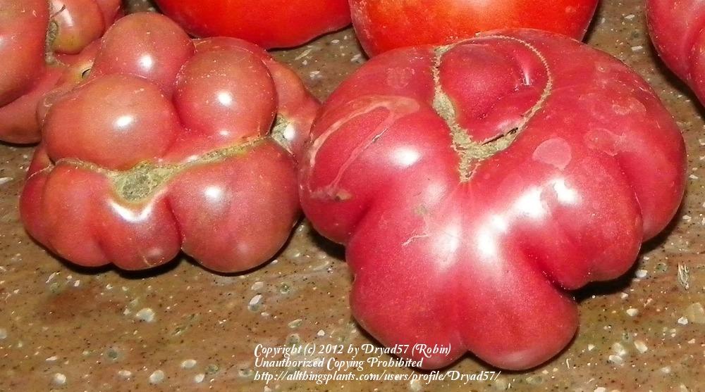 Photo of Tomato (Solanum lycopersicum 'Purple Calabash') uploaded by Dryad57