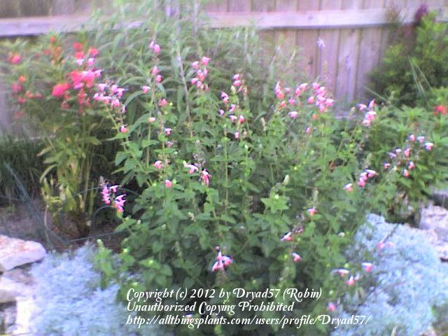Photo of Hummingbird Sage (Salvia coccinea 'Coral Nymph') uploaded by Dryad57