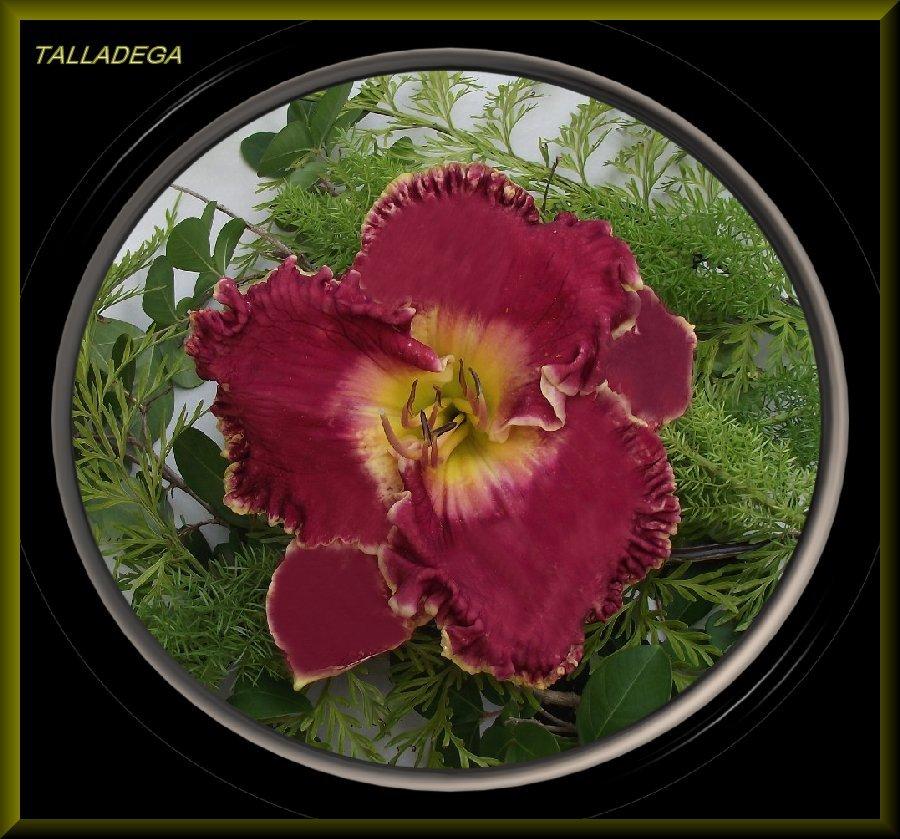 Photo of Daylily (Hemerocallis 'Talladega') uploaded by Joy