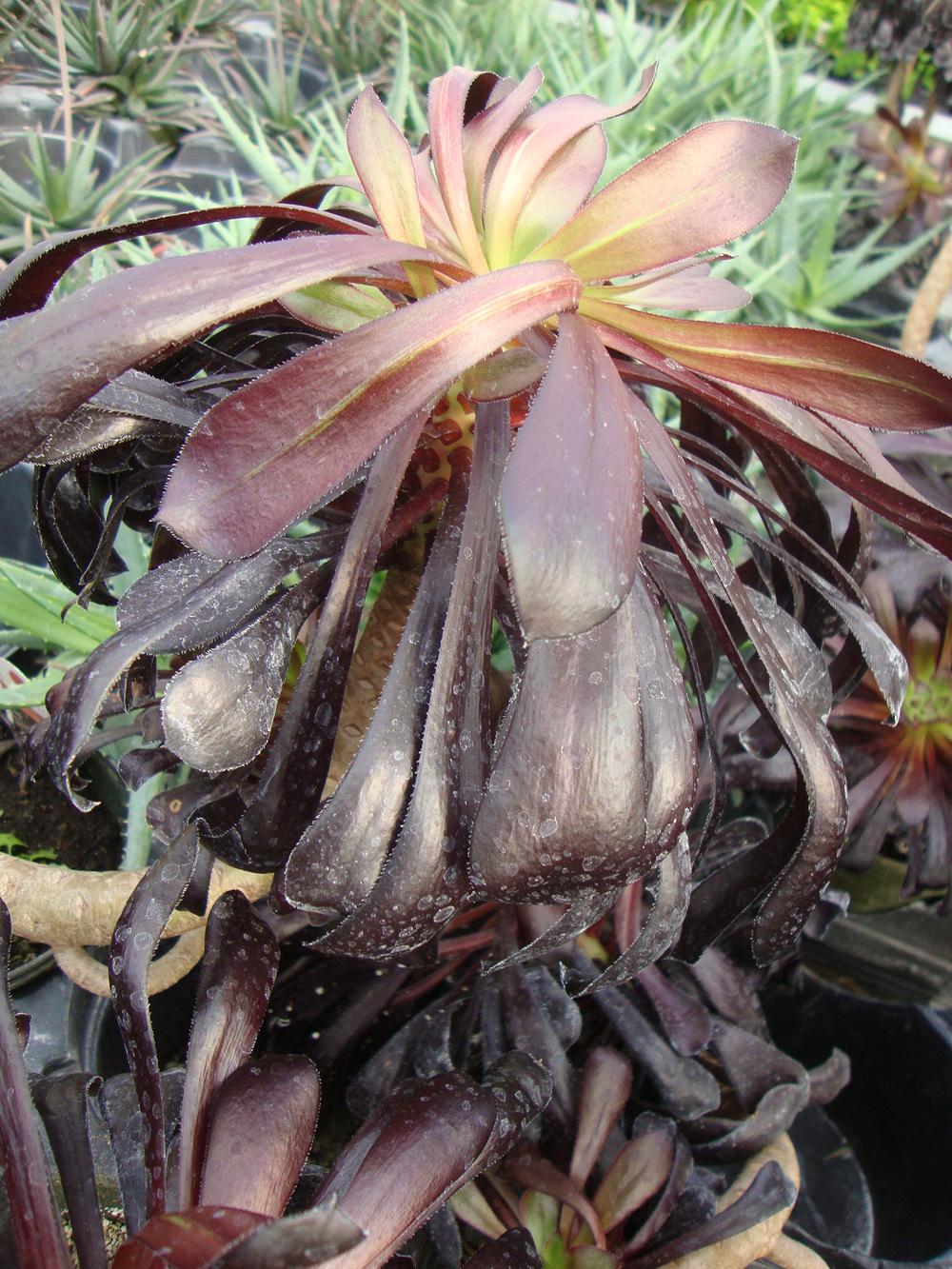 Photo of Black Rose (Aeonium arboreum 'Zwartkop') uploaded by Paul2032