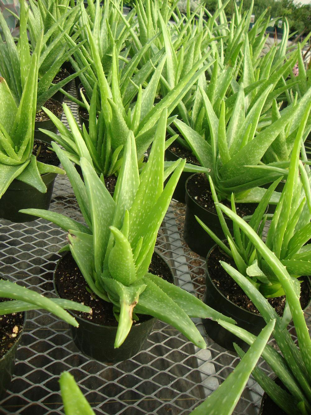 Photo of Aloes (Aloe) uploaded by Paul2032