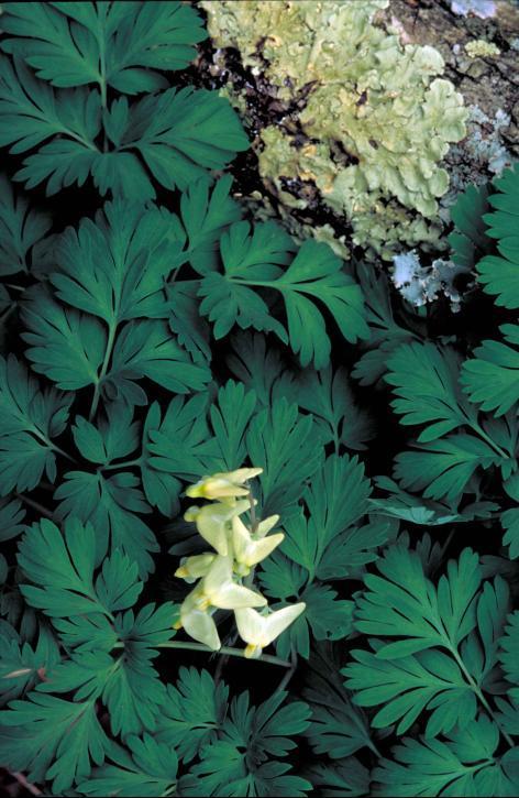 Photo of Dutchman's Breeches (Dicentra cucullaria) uploaded by SongofJoy