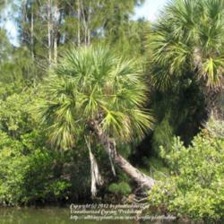 Location: Merritt Island, Florida
Date: 2012-11-04 
Photo taken at Haulover Canal, Merritt Island, Florida