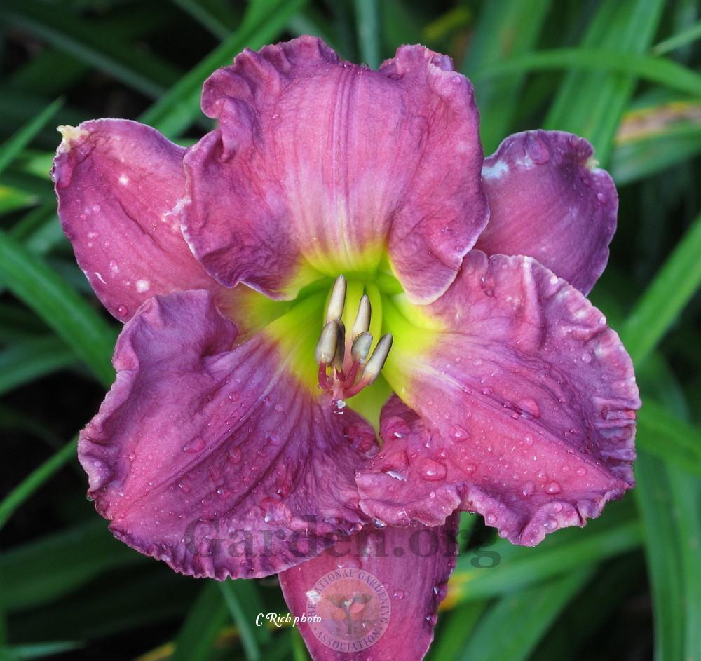 Photo of Daylily (Hemerocallis 'Voices in Fog') uploaded by Char
