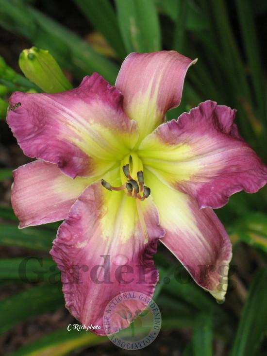 Photo of Daylily (Hemerocallis 'Wind in the Rigging') uploaded by Char