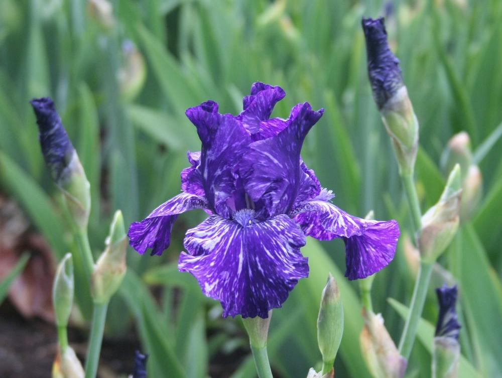 Photo of Tall Bearded Iris (Iris 'Jumpin Jack Flash') uploaded by KentPfeiffer