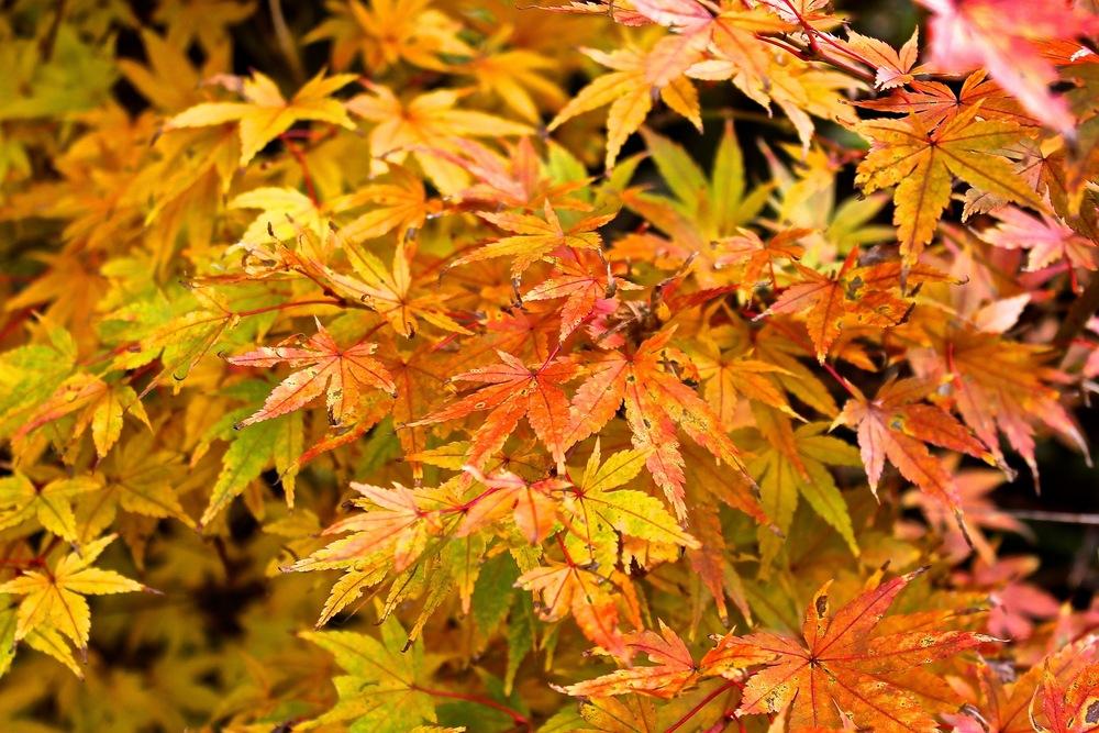 Photo of Japanese Maple (Acer palmatum var. amoenum 'O Sakazuki') uploaded by NEILMUIR1