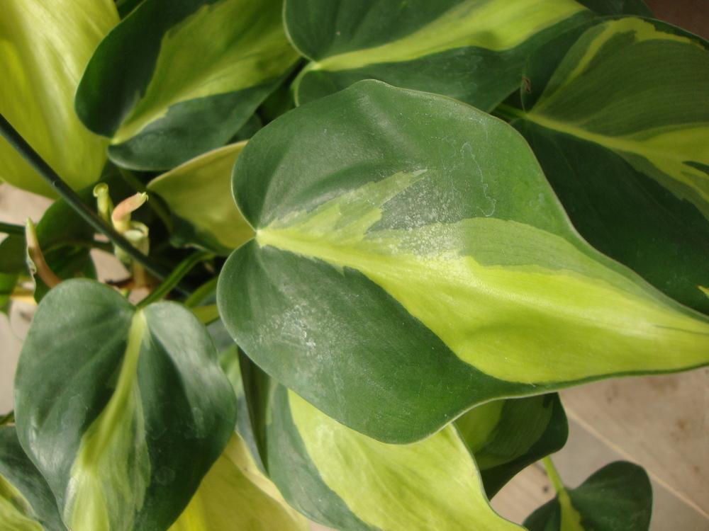 Photo of Philodendron (Philodendron hederaceum var. oxycardium 'Brasil') uploaded by Paul2032