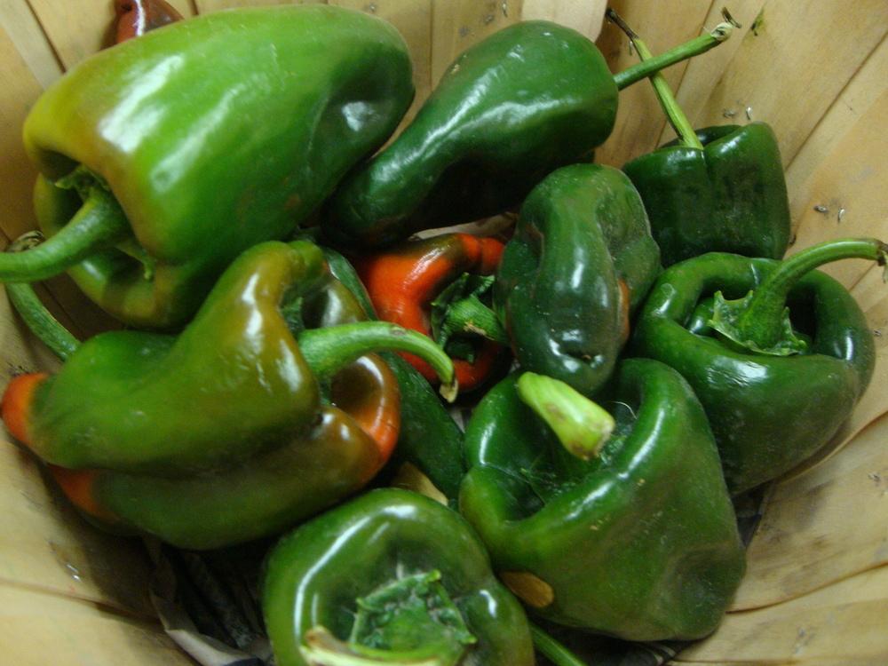 Photo of Peppers (Capsicum) uploaded by Paul2032