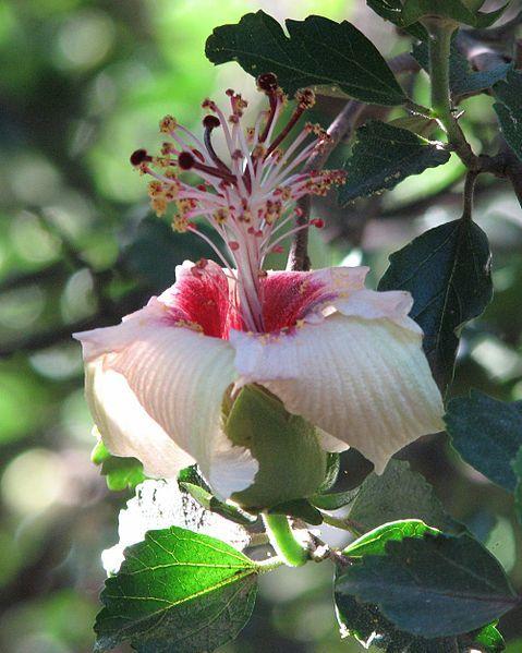 Photo of Philip Island Hibiscus (Hibiscus insularis) uploaded by SongofJoy