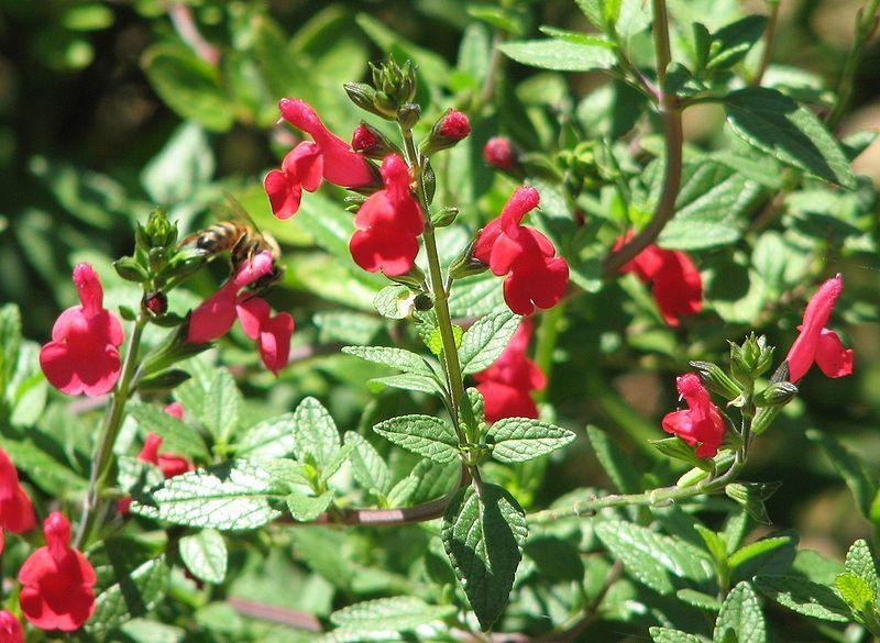 Photo of Baby Sage (Salvia microphylla var. microphylla) uploaded by SongofJoy