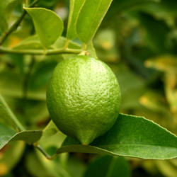 Location: In my garden
Date: 2012-11-07
Next years lemons