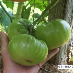 Location: MoonDance Farm, NC
Date: 7/2004
Unripe fruit cluster - Granny Cantrell