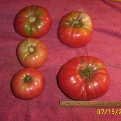 Location: MoonDance Farm, NC
Date: 7/15/2004
Ripe fruit - various sizes