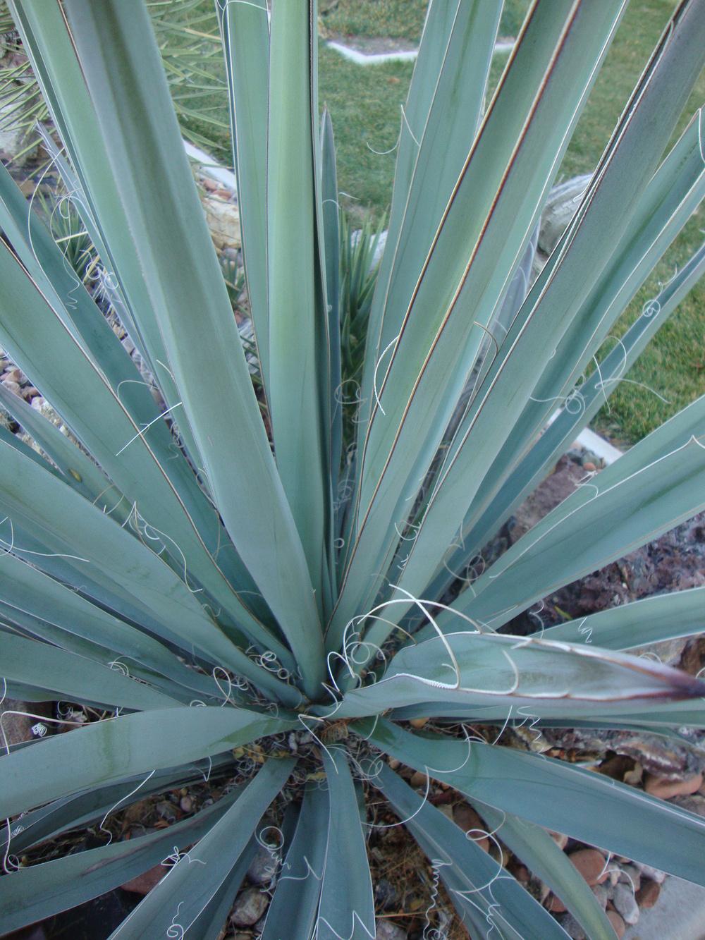 Photo of Adam's Needle (Yucca filamentosa) uploaded by Paul2032