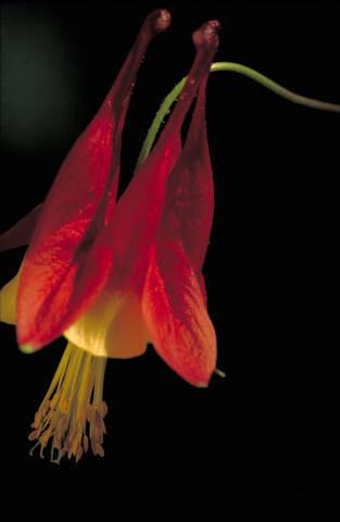 Photo of Eastern Red Columbine (Aquilegia canadensis) uploaded by SongofJoy