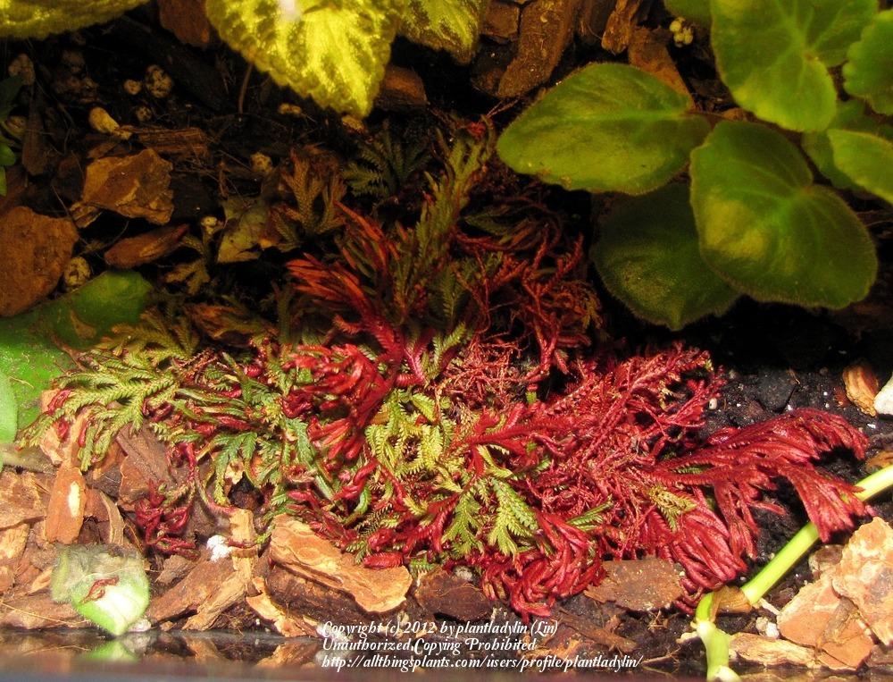 Photo of Spikemoss (Selaginella erythropus 'Sanguinea') uploaded by plantladylin