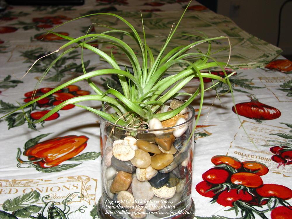 Photo of Air Plants (Tillandsia) uploaded by tarev