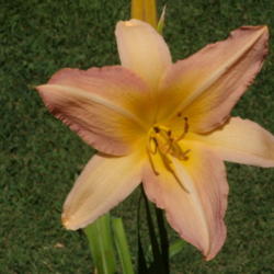 Location: My garden in Bakersfield, CA
Date: 2012-06-25 