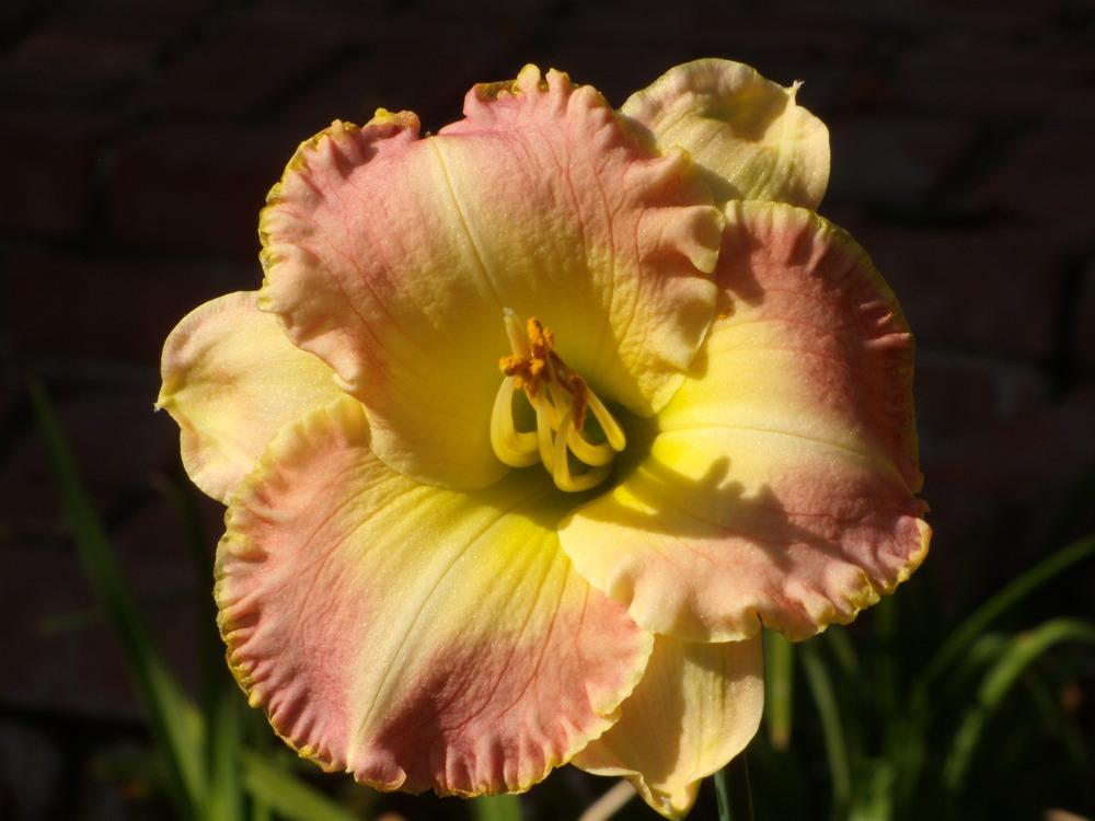 Photo of Daylily (Hemerocallis 'Spring Garden Greetings') uploaded by Betja