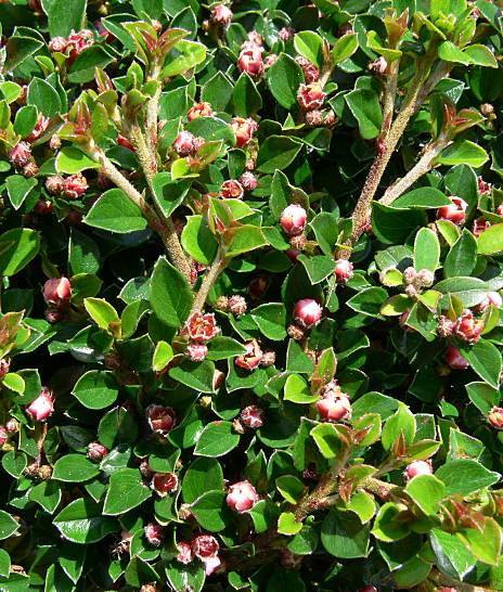 Photo of Rock Cotoneaster (Cotoneaster horizontalis) uploaded by Calif_Sue