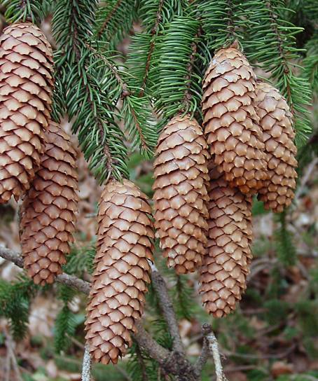 Photo of Norway Spruce (Picea abies) uploaded by Calif_Sue