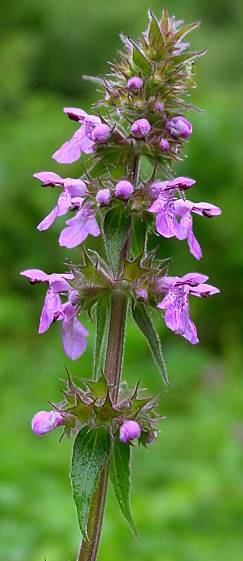 Photo of Marsh Woundwort (Stachys palustris) uploaded by Calif_Sue