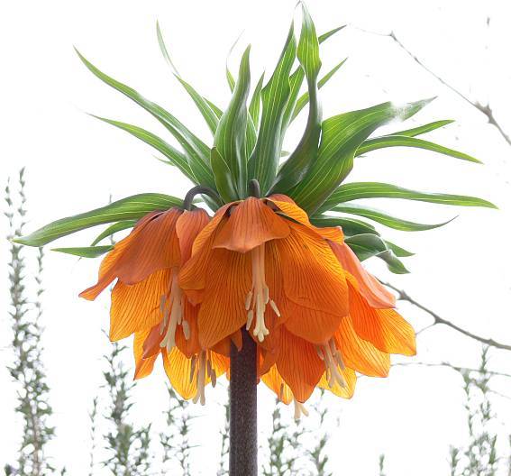 Photo of Crown Imperial Fritillaria (Fritillaria imperialis) uploaded by Calif_Sue