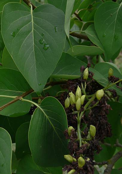 Photo of Common Lilac (Syringa vulgaris) uploaded by Calif_Sue
