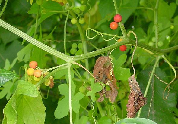Photo of Red Bryony (Bryonia dioica) uploaded by Calif_Sue