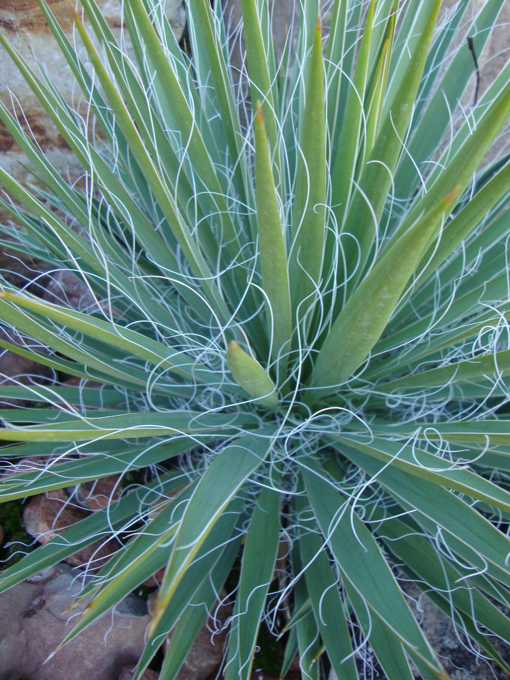Photo of Adam's Needle (Yucca filamentosa) uploaded by Paul2032