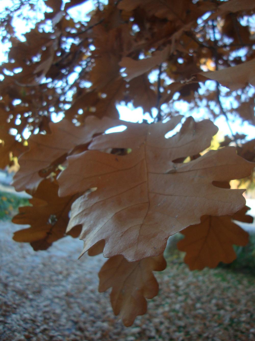Photo of Bur Oak (Quercus macrocarpa) uploaded by Paul2032