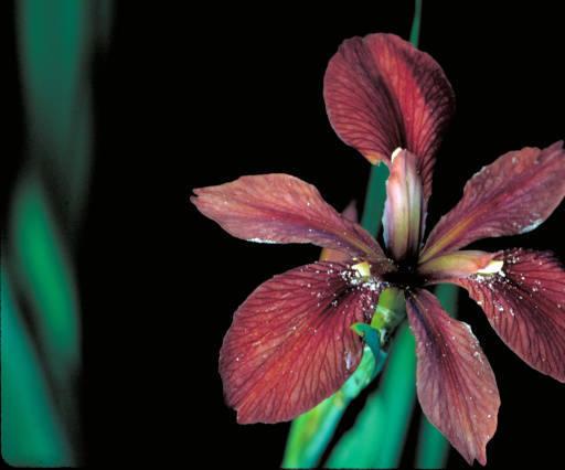 Photo of Species Iris (Iris fulva) uploaded by SongofJoy
