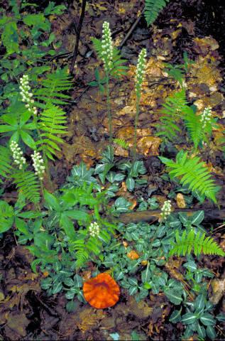 Photo of Downy Rattlesnake Plantain (Goodyera pubescens) uploaded by SongofJoy