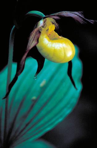 Photo of Yellow Lady's Slipper Orchid (Cypripedium calceolus) uploaded by SongofJoy
