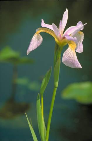 Photo of Species Iris (Iris versicolor) uploaded by SongofJoy