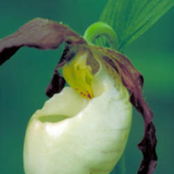 
Photo: NC Orchid / flicker