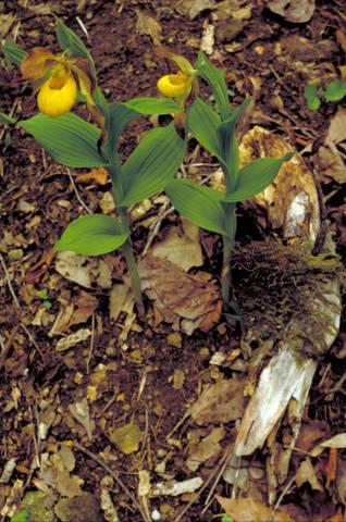 Photo of Yellow Lady's Slipper Orchid (Cypripedium calceolus) uploaded by SongofJoy