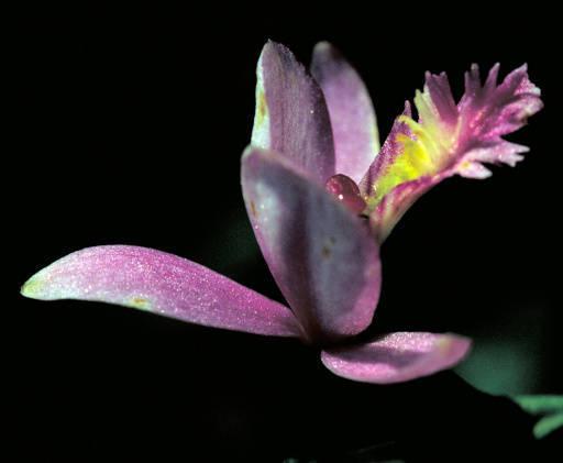 Photo of Rose Pogonia (Pogonia ophioglossoides) uploaded by SongofJoy