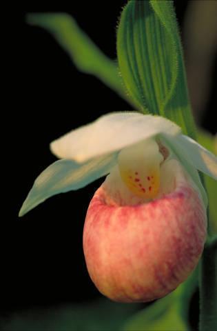 Photo of Showy Lady's Slipper Orchid (Cypripedium reginae) uploaded by SongofJoy